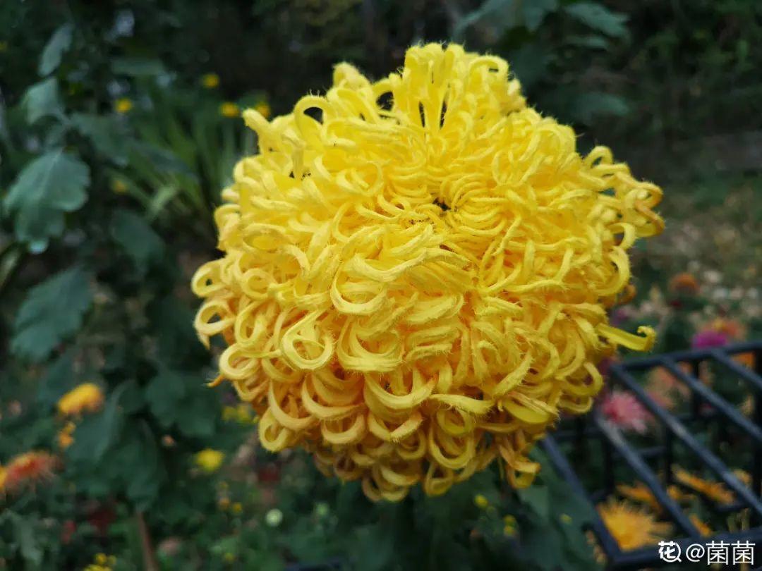 耐寒又好养的香水花,家里可以养法国香水花