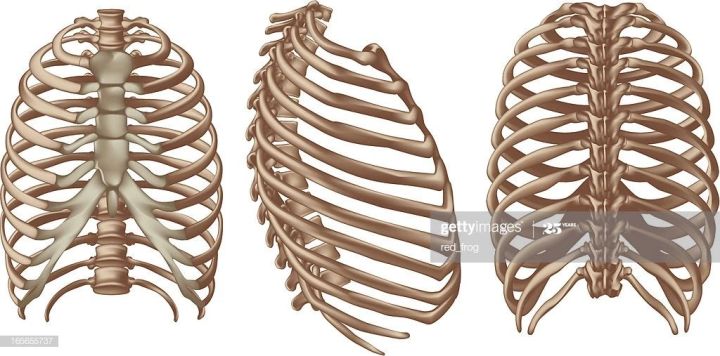 身体太厚是胖吗,身体很胖可是还是很虚是什么原因