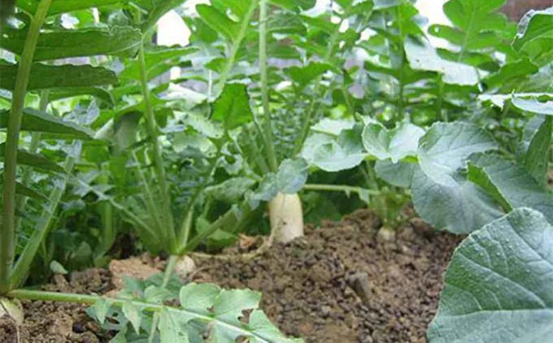 桑植誉满三湘,桑植土特产有些什么品种