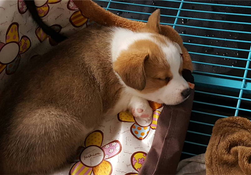 山羊奶真的假的,权威讲解山羊奶和绵羊奶区别