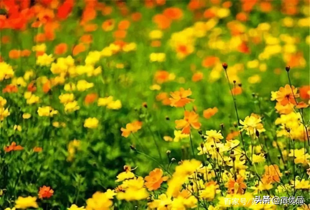 苏州太湖花海主题公园,太湖花海游乐场