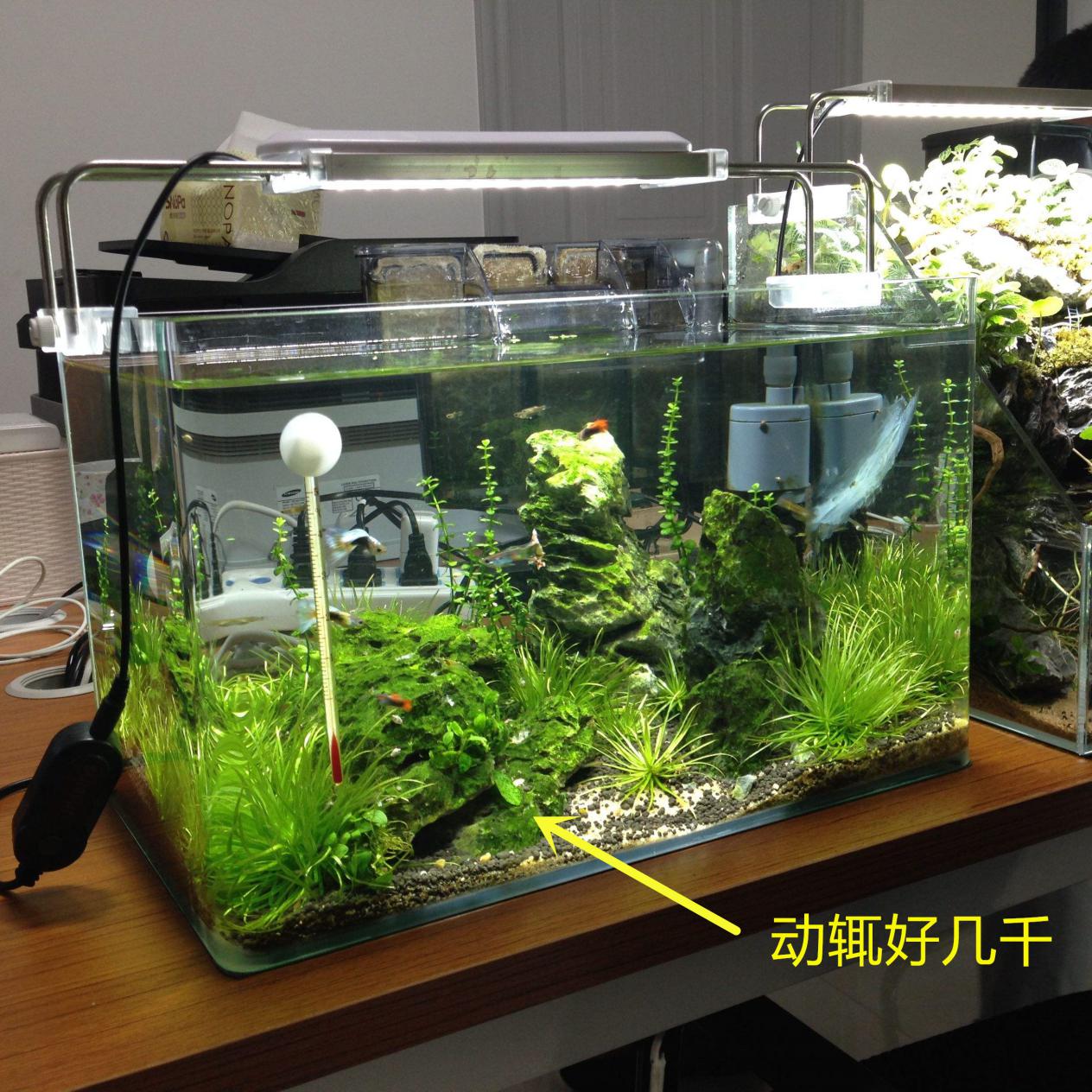 在家自做泡沫箱鱼缸,泡沫箱制作鱼缸养鱼