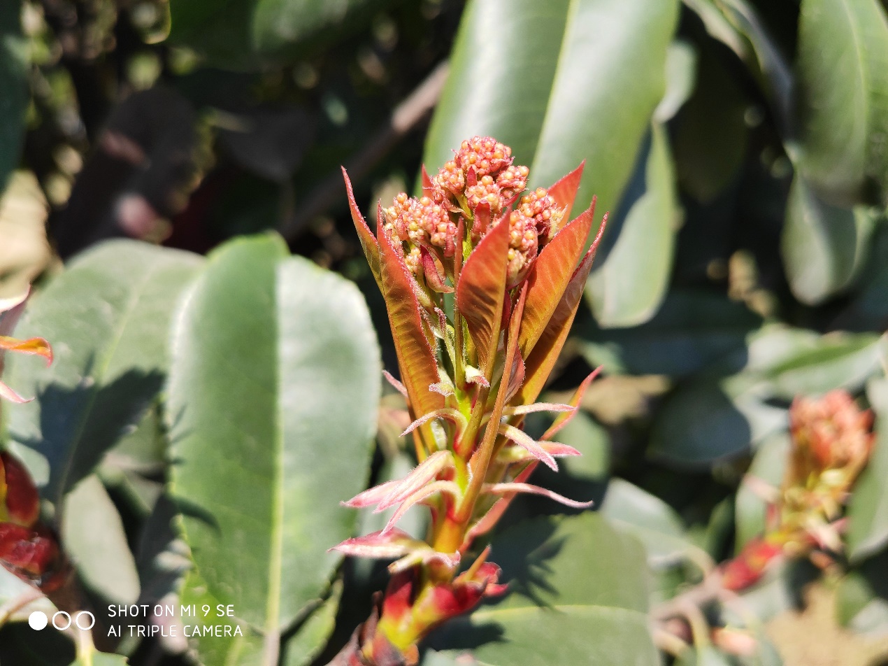 小米9semiui9,小米9se目前值得买吗