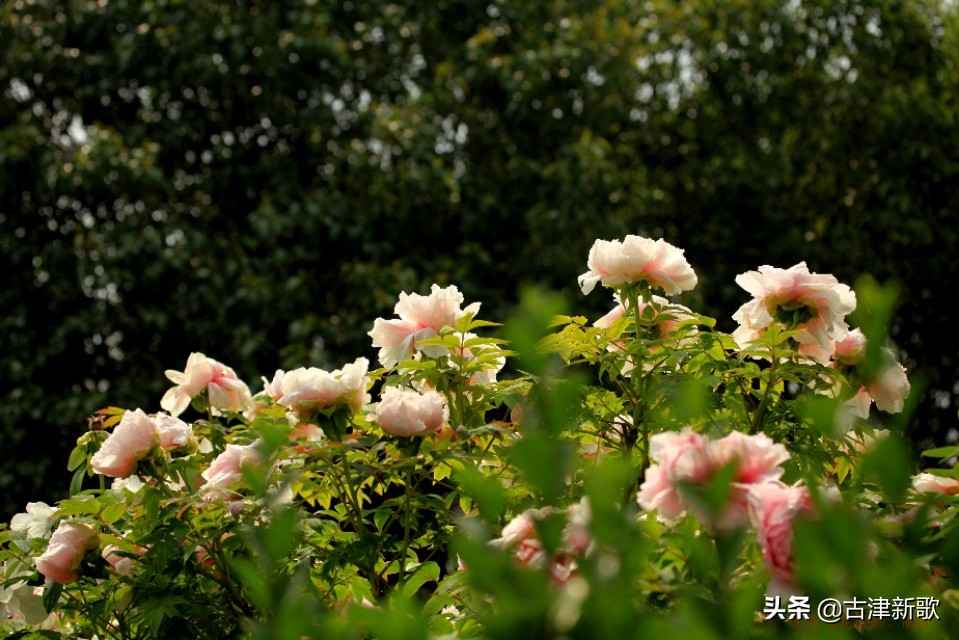 最美牡丹诗词20首,研究牡丹花