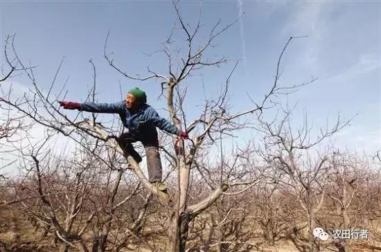果园管理规章制度,柑橘果树修剪15条铁律