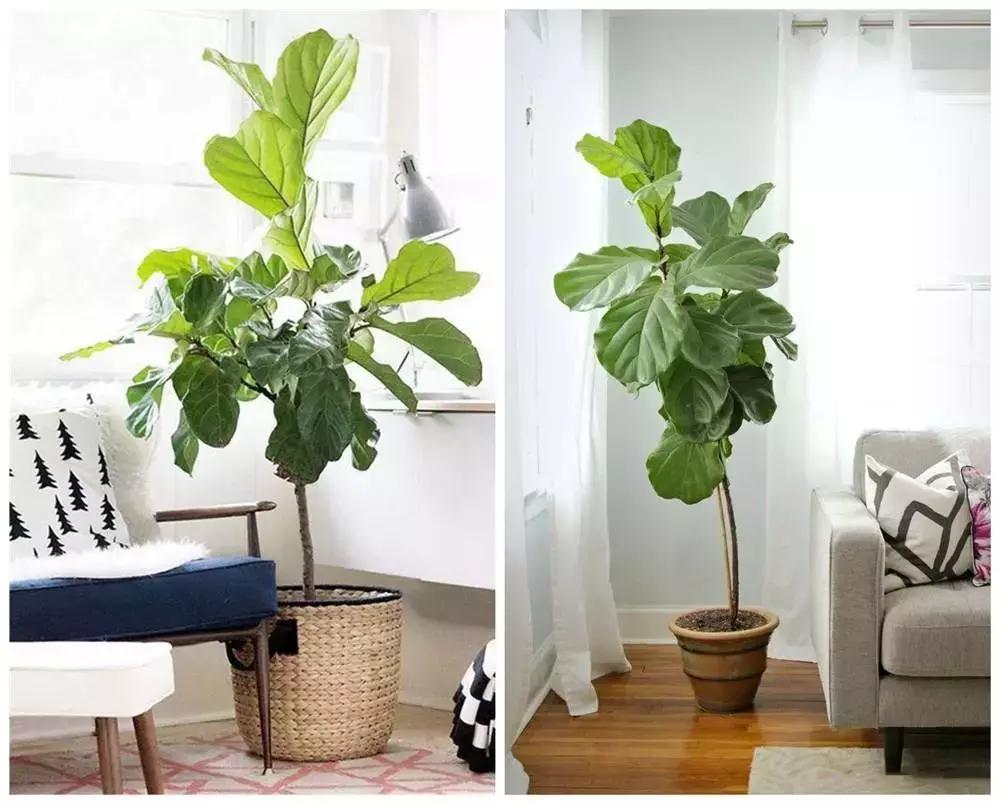 净化空气去甲醛的花是什么花,新房什么花吸甲醛最好最快