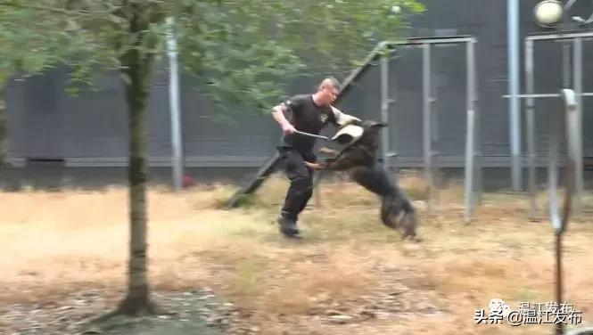 成都世警会比赛时间,世警会成都2022