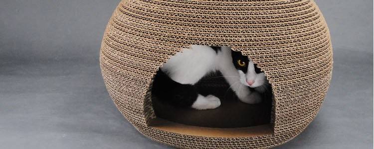 猫咪不爱进屋里该怎么办,猫窝我买回来猫咪不肯进怎么办