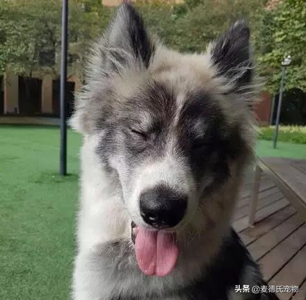 狗中三傻阿拉斯加萨摩耶,哈士奇阿拉斯加萨摩耶宠物秀