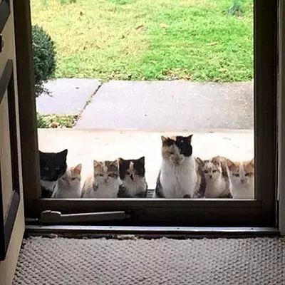 猫咪离开前有哪些行为,猫咪跑掉了会躲到哪些地方