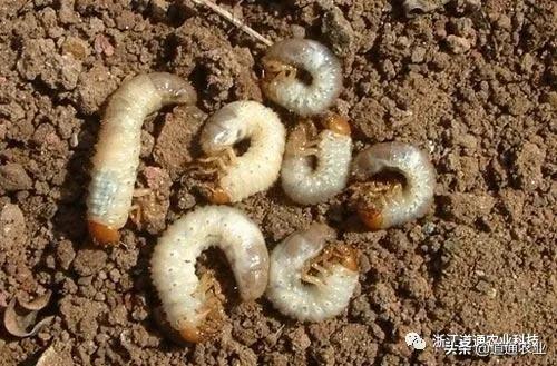 花生苗出来了地下有蛴螬怎么办,地下蛴螬和地老虎应该施什么药治