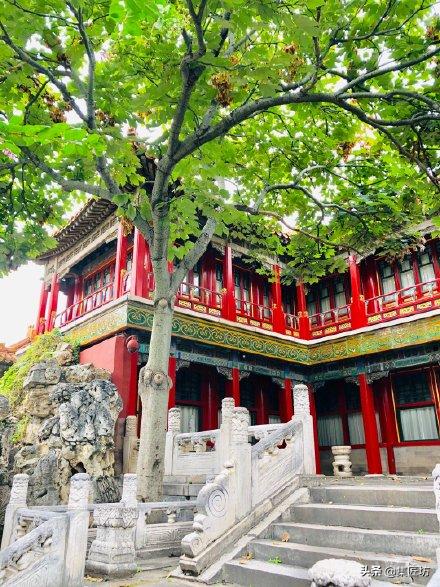 凤栖梧桐的真正意义,凤凰梧桐是哪种梧桐