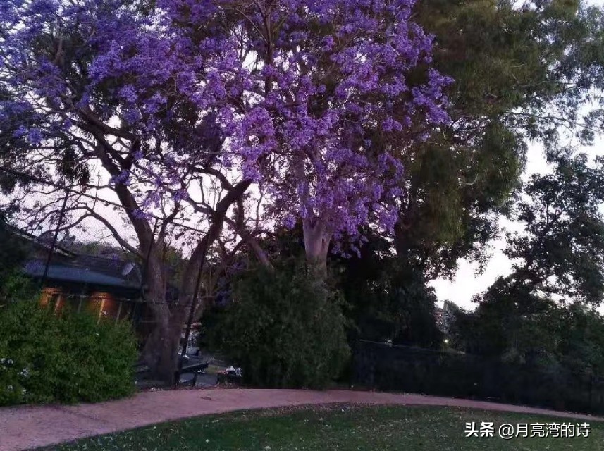 蓝花楹最是一抹蓝紫惹人醉,宁静的蓝花楹