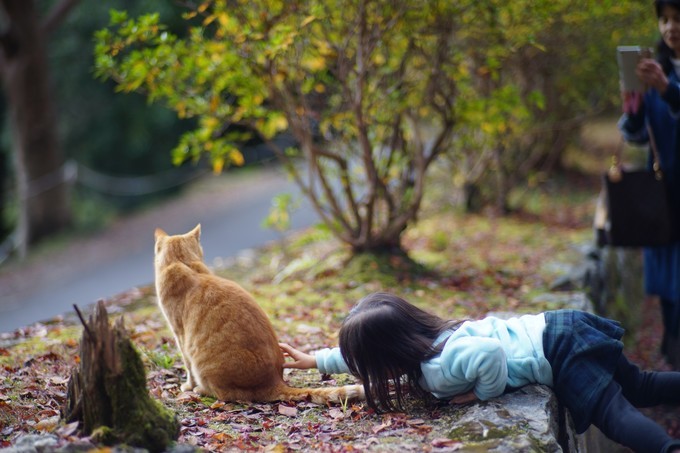 京都赏枫2022,京都赏枫必去景点有哪些好玩的