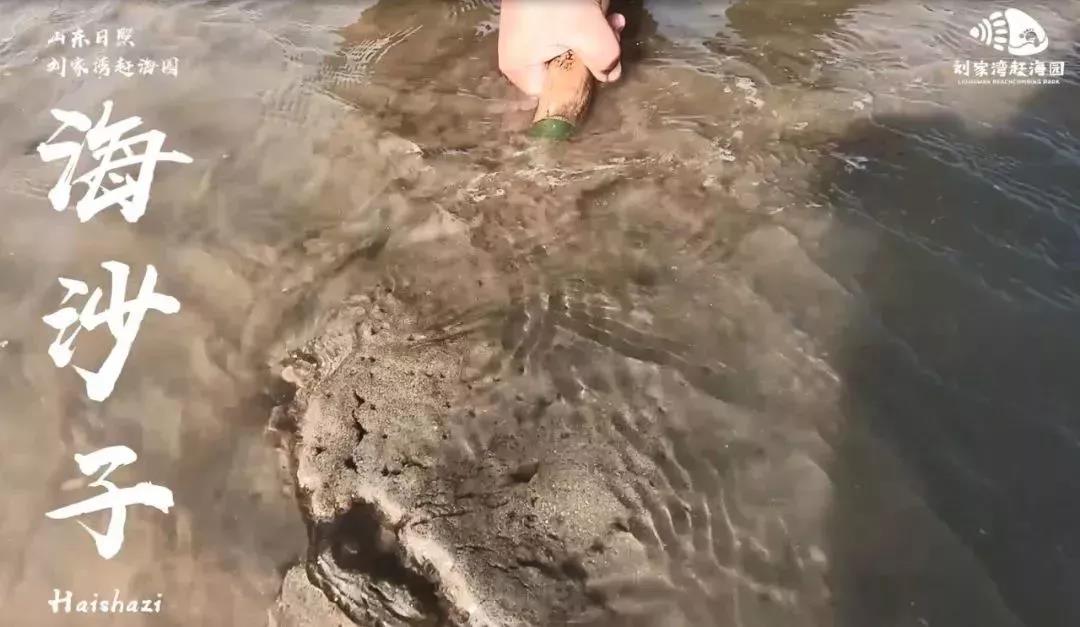 赶海吃各种爆辣的海鲜,好嗨哟赶海抓海鲜