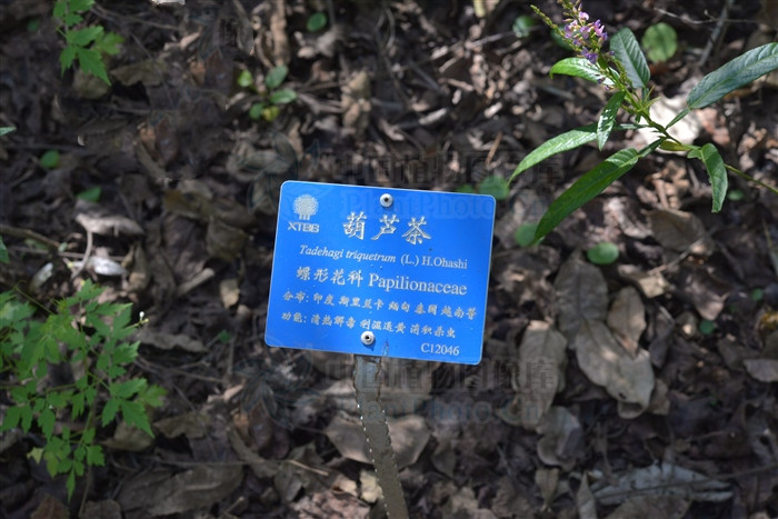 葫芦茶有什么效果,葫芦茶哪些人不适合喝