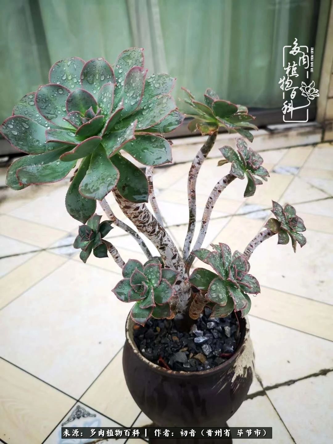 和多肉共度美好时光,与多肉一起成长