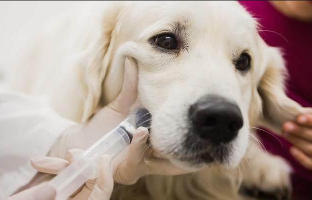 预防秋季疾病常识100条,千万不要忽视宠物身上这五种病症