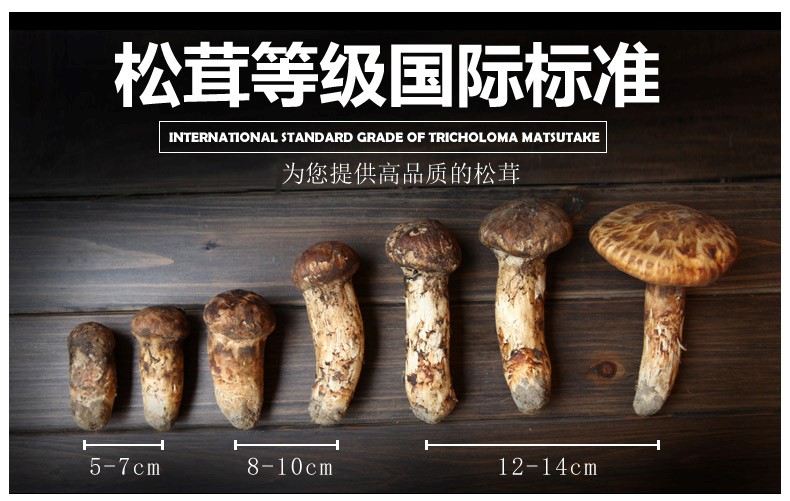 雅江松茸香吗,雅江松茸有多美