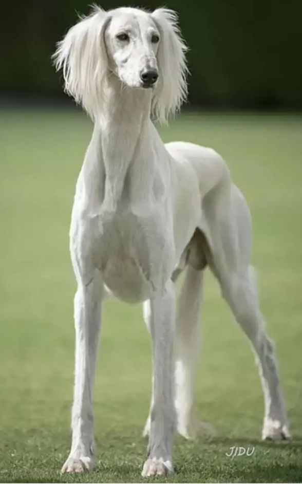 俄罗斯猎狼犬打斗,俄罗斯猎狼犬捕狼视频