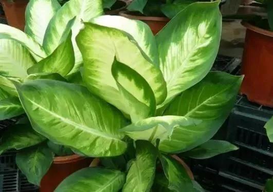 冬天植物被冻坏了怎么抢救,植物冻伤后怎么养