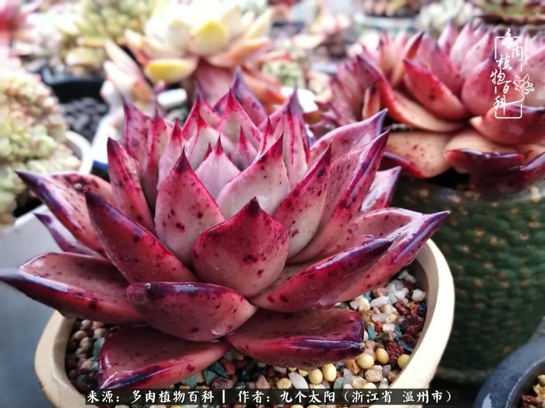 景天、球和龙舌兰，只要是多肉，都喜爱