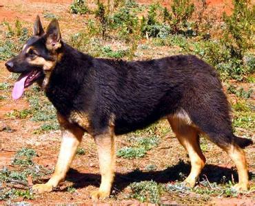 云南警犬昆明犬,央视昆明犬