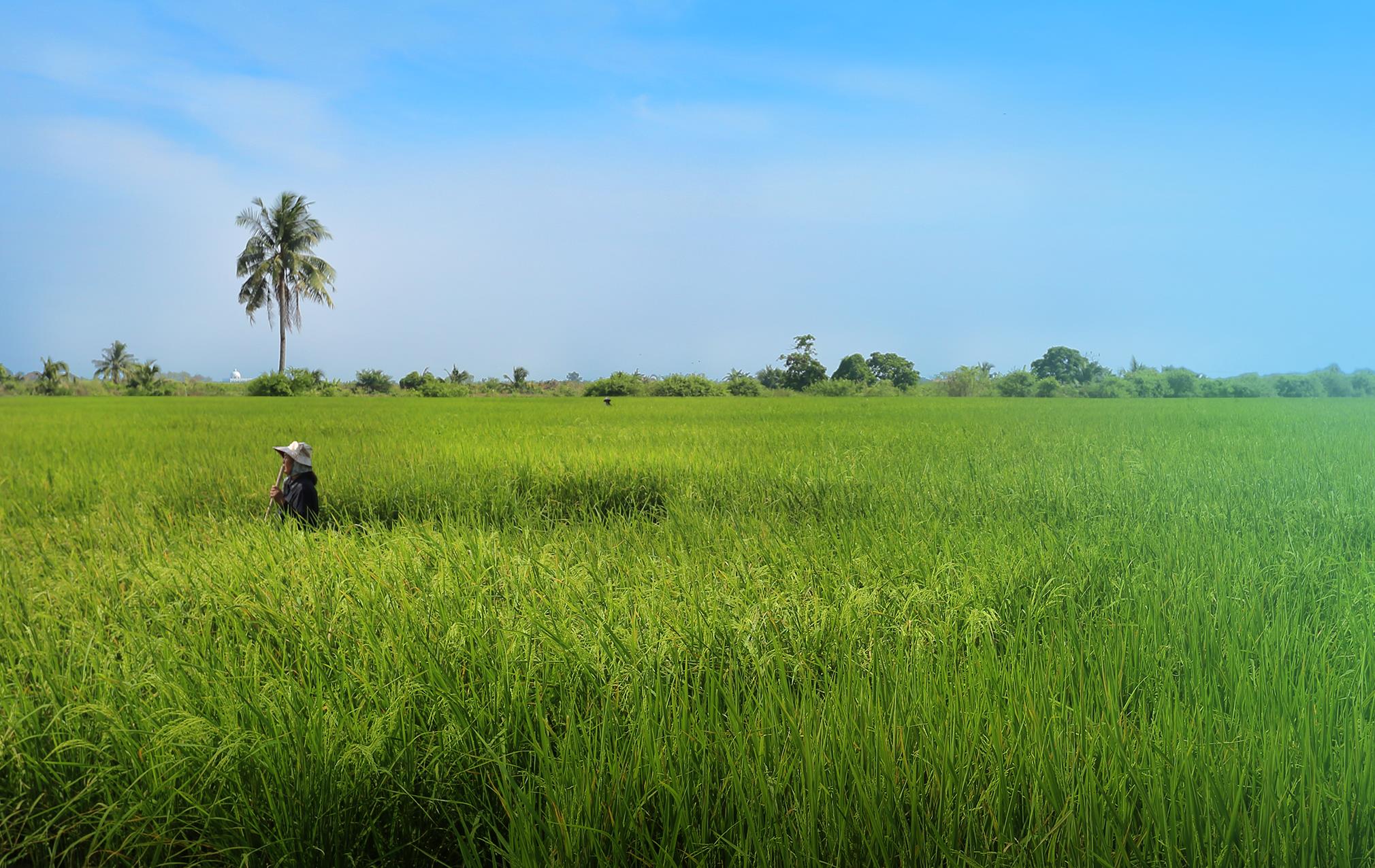 泰国大米换高铁计划实施了吗,泰国为何用400吨大米换高铁