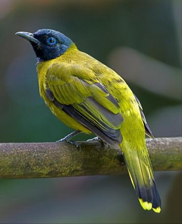 东江揽胜,惠州淡水常见鸟类图谱