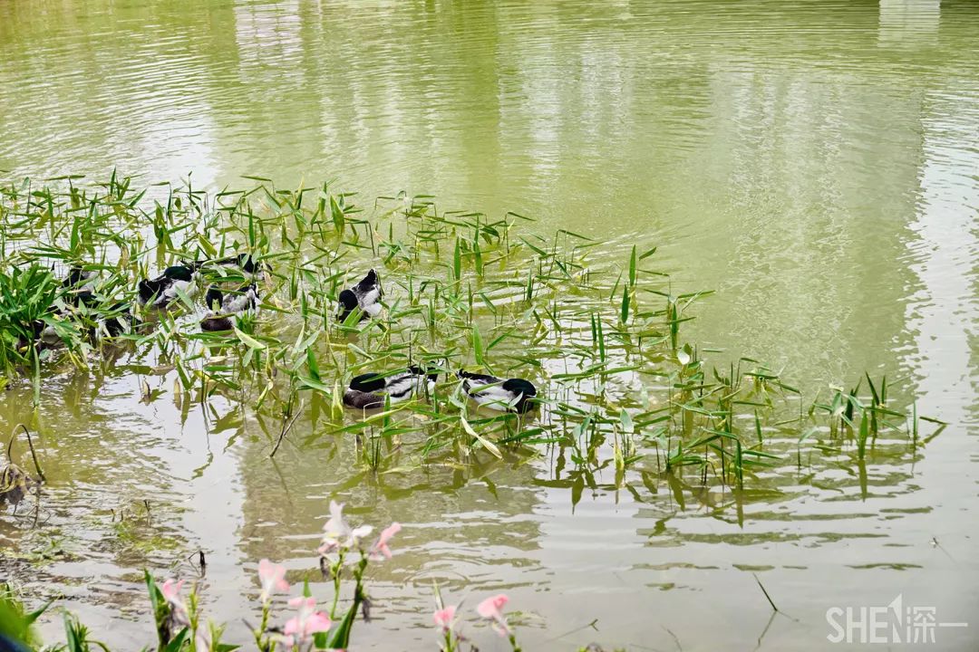 深圳龙华公园对外开放了吗,深圳市龙华新开的公园