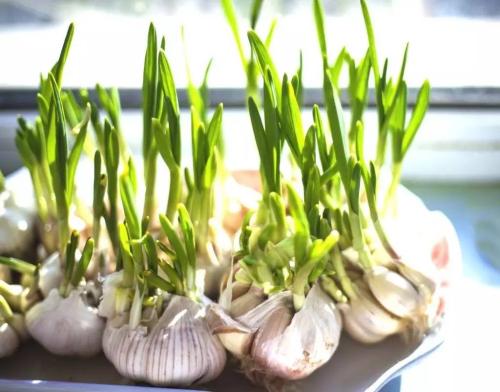 一家三口吃黑木耳中毒真相竟然是,一家三口确实是吃了黑木耳中毒