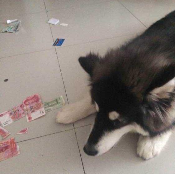 养这几种狗真的很费钱,饲养起来最费钱的狗狗是什么狗