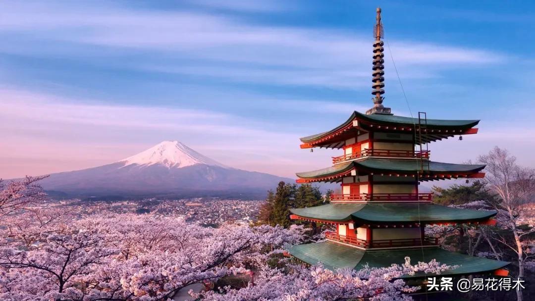 海棠春睡，樱花如雪，两种花卉如何辨识区别？