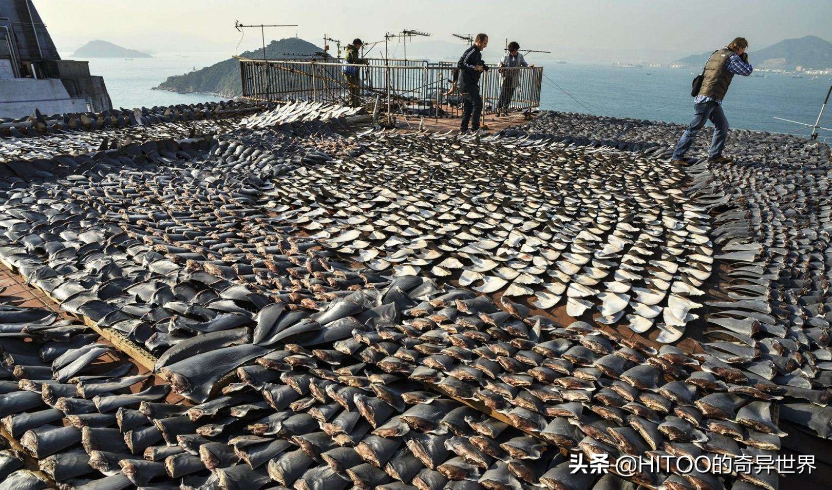 保护鲨鱼禁食鱼翅的措施,为什么要提倡保护鲨鱼拒绝鱼翅