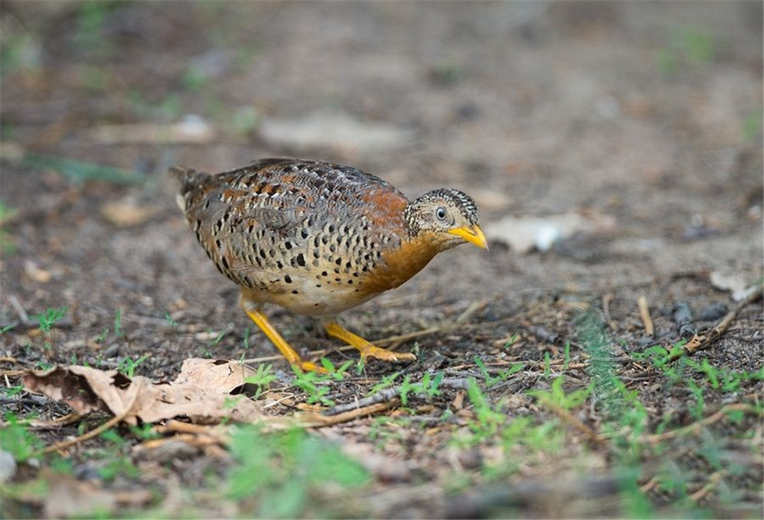 罕见！十堰首次城区出现黄脚三趾鹑为何会出现在城区？如何救助？