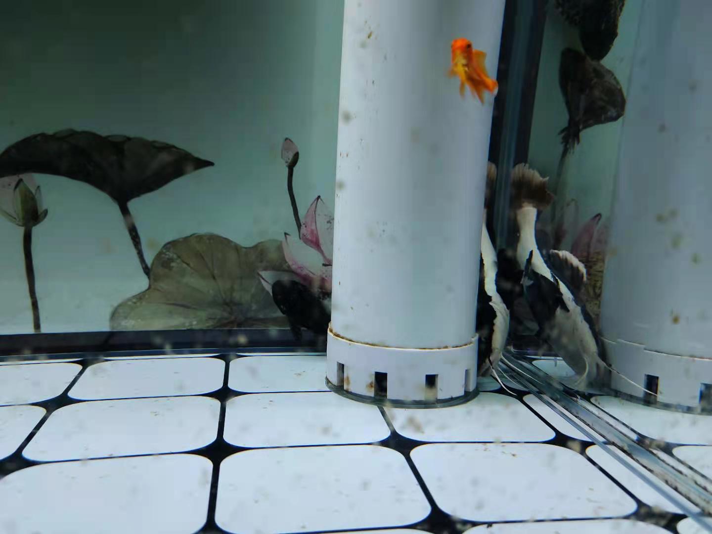 观赏鱼混养注意事项,观赏鱼混养有什么忌讳