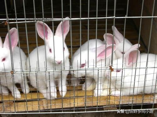 兔子养殖技术与方法,兔子养殖技术方法大全
