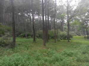 长春市九台区面积,长春市九台区结婚