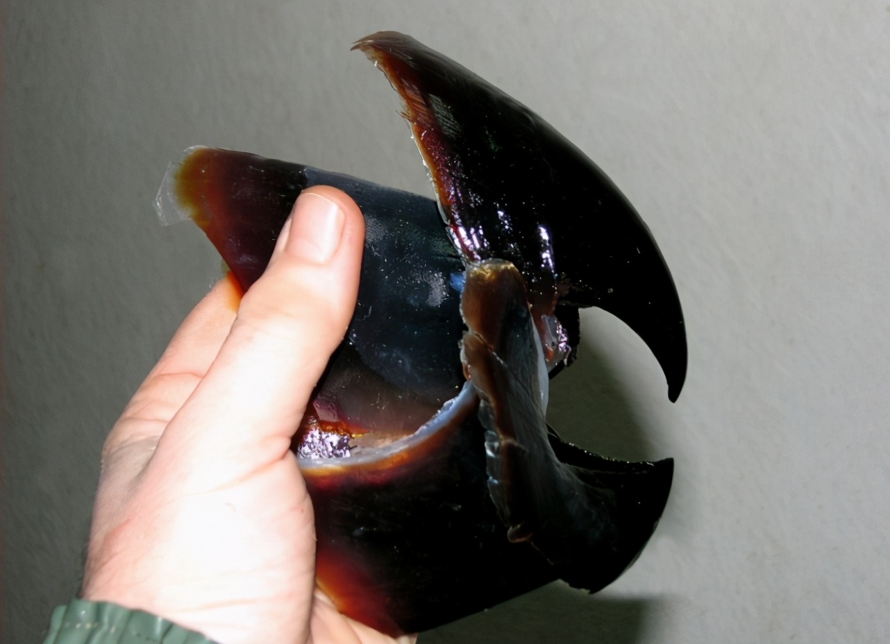 人类发现的大王酸浆鱿,世界上发现最大的大王酸浆鱿