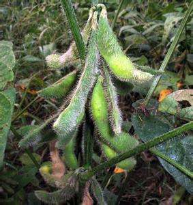 大豆苗萎蔫怎么解决,大豆枯萎怎么回事