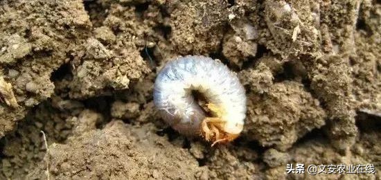 地下害虫怎么防治效果最好,多种地下害虫的防治方法