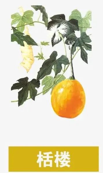 诗经小雅隰桑讲解视频,诗经里的中药材