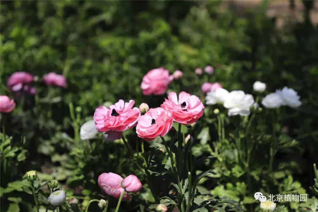 中国科学院植物研究所北京植物园,北京植物园有牡丹花还有什么花