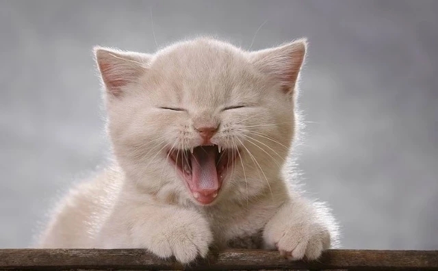 猫舍如何处理猫毛,猫舍买到猫鼻支不退款怎么办