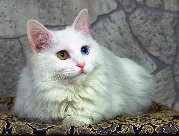 中华田园猫对比外国猫,中国最受欢迎的猫就是中华田园猫