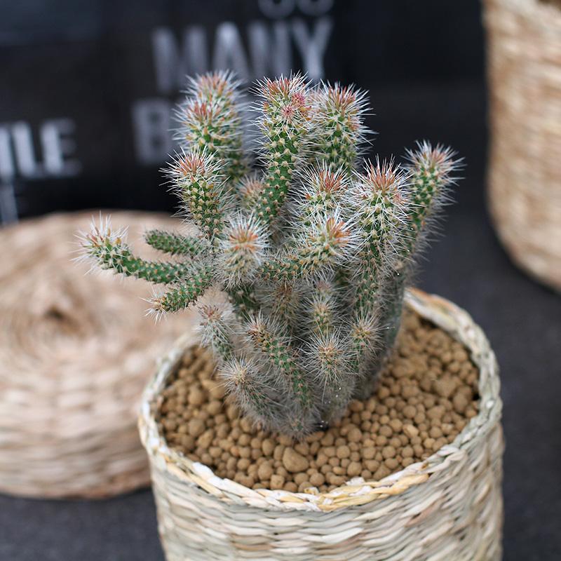 101个仙人球品种,101种仙人球开花图片