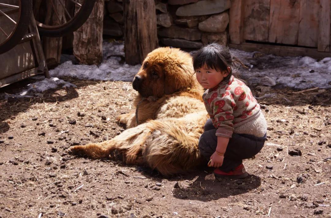 藏獒从东方神犬到无人问津,藏獒泡沫破灭