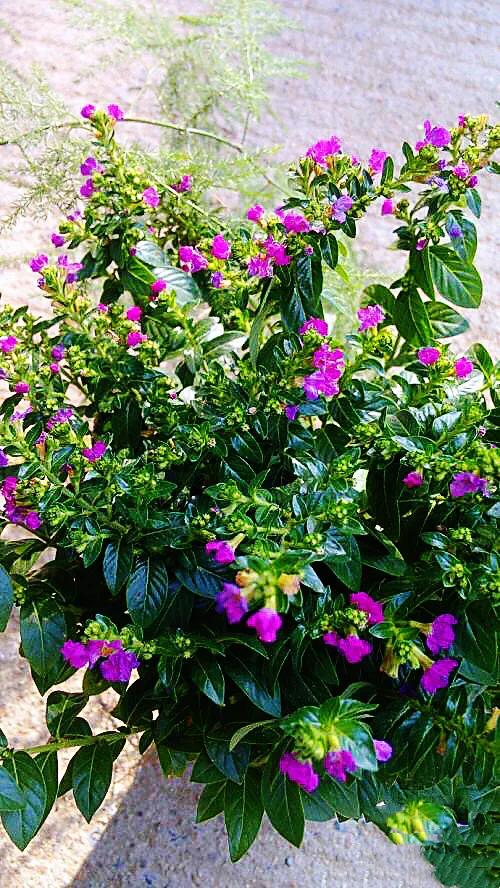 细叶萼距花的养殖方法,细叶萼距花的功效与作用