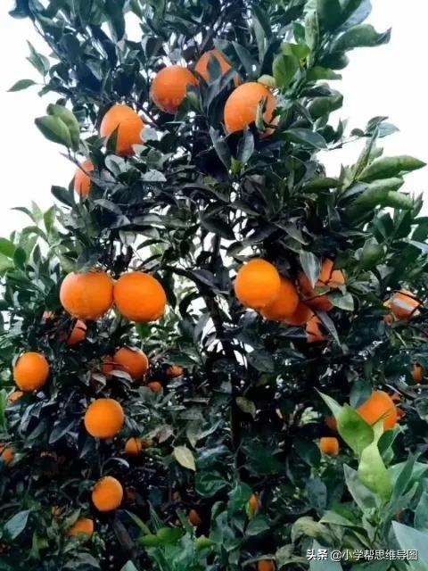 作文万能药丸,作文万能药