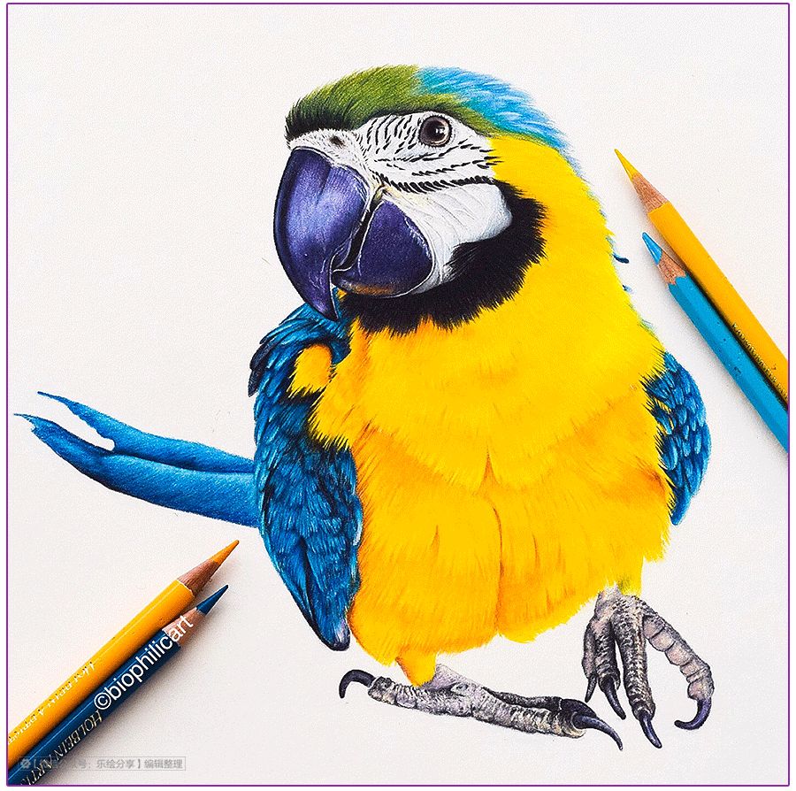 圆形牛皮纸彩铅画花鸟,彩铅画绿藤花鸟图片大全